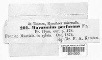 Paragymnopus perforans image